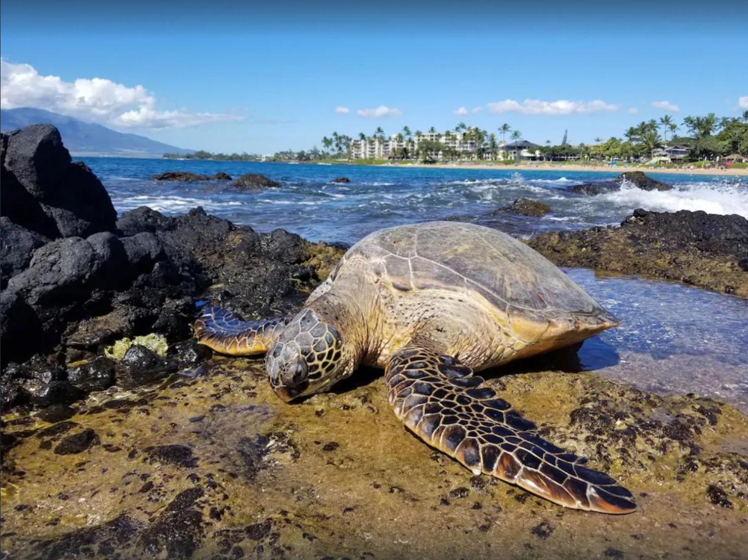 Tropical Maui Kamaole B-Bldg Leilighet Wailea  Eksteriør bilde